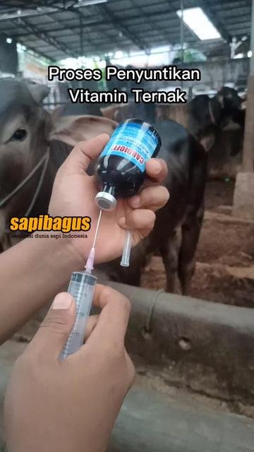 Suntik-Vitamin-Sapi